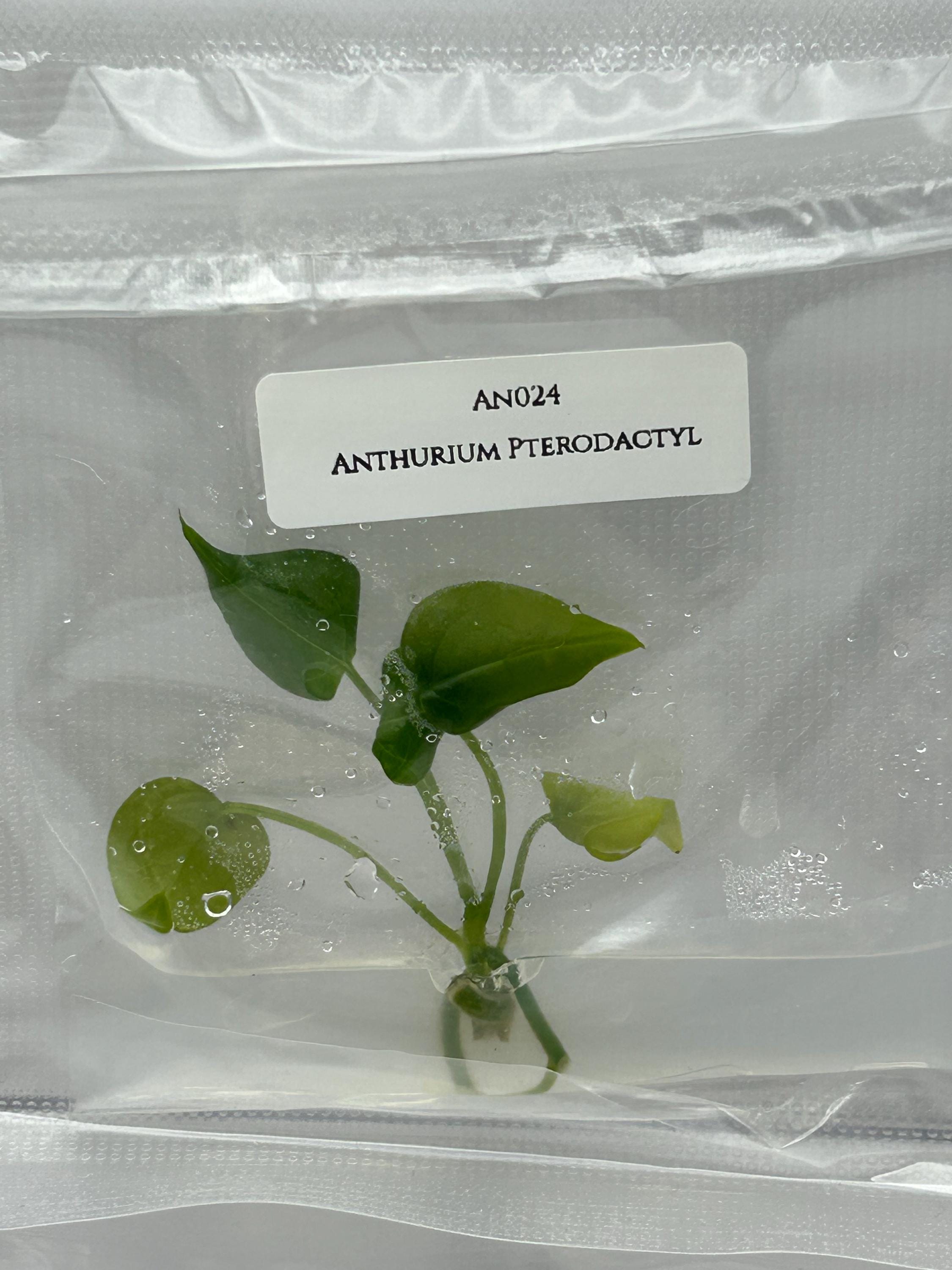 Anthurium Pterodactyl (1 plant/bag) Tissue culture