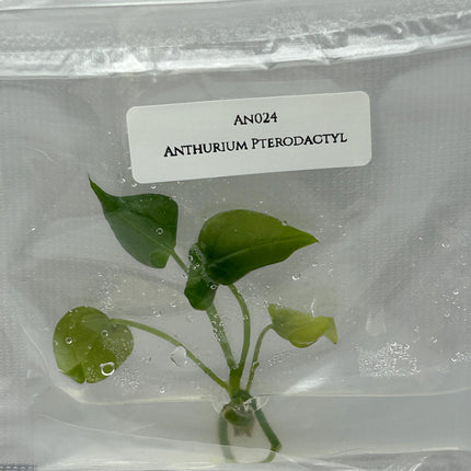 Anthurium Pterodactyl (1 item/bag) Tissue Culture