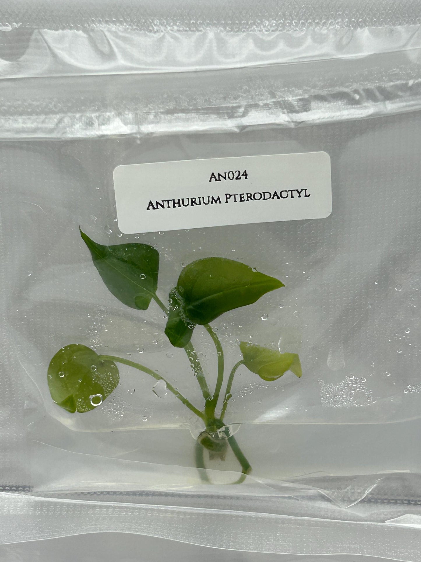 Anthurium Pterodactyl (1 item/bag) Tissue Culture