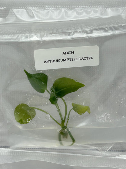 Anthurium Pterodactyl (1 item/bag) Tissue Culture