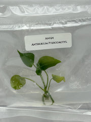 Anthurium Pterodactyl (1 plant/bag) Tissue culture