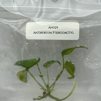 Anthurium Pterodactyl (1 item/bag) Tissue Culture