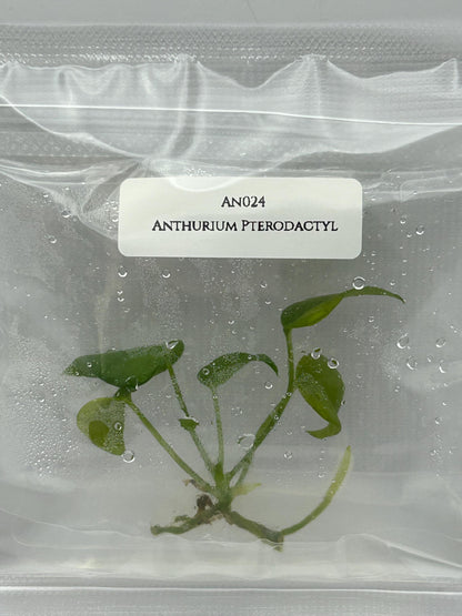 Anthurium Pterodactyl (1 item/bag) Tissue Culture