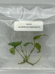 Anthurium Pterodactyl (1 plant/bag) Tissue culture