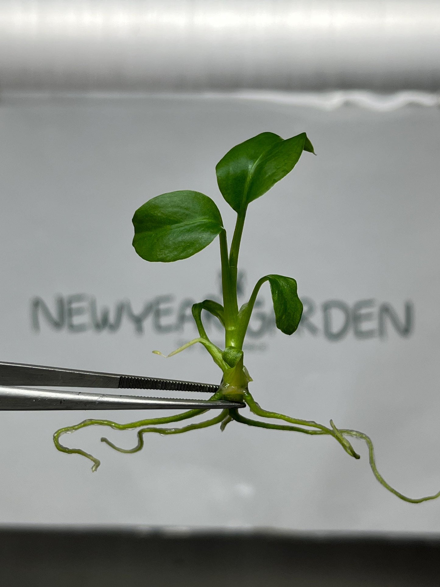 Dieffenbachia Green Magic Tissue Culture (5 items/bag)