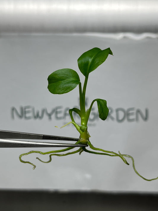 Dieffenbachia Green Magic Tissue Culture (5 items/bag)