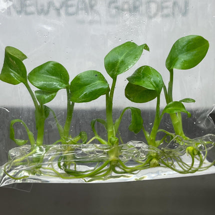 Dieffenbachia Green Magic Tissue Culture (5 items/bag)