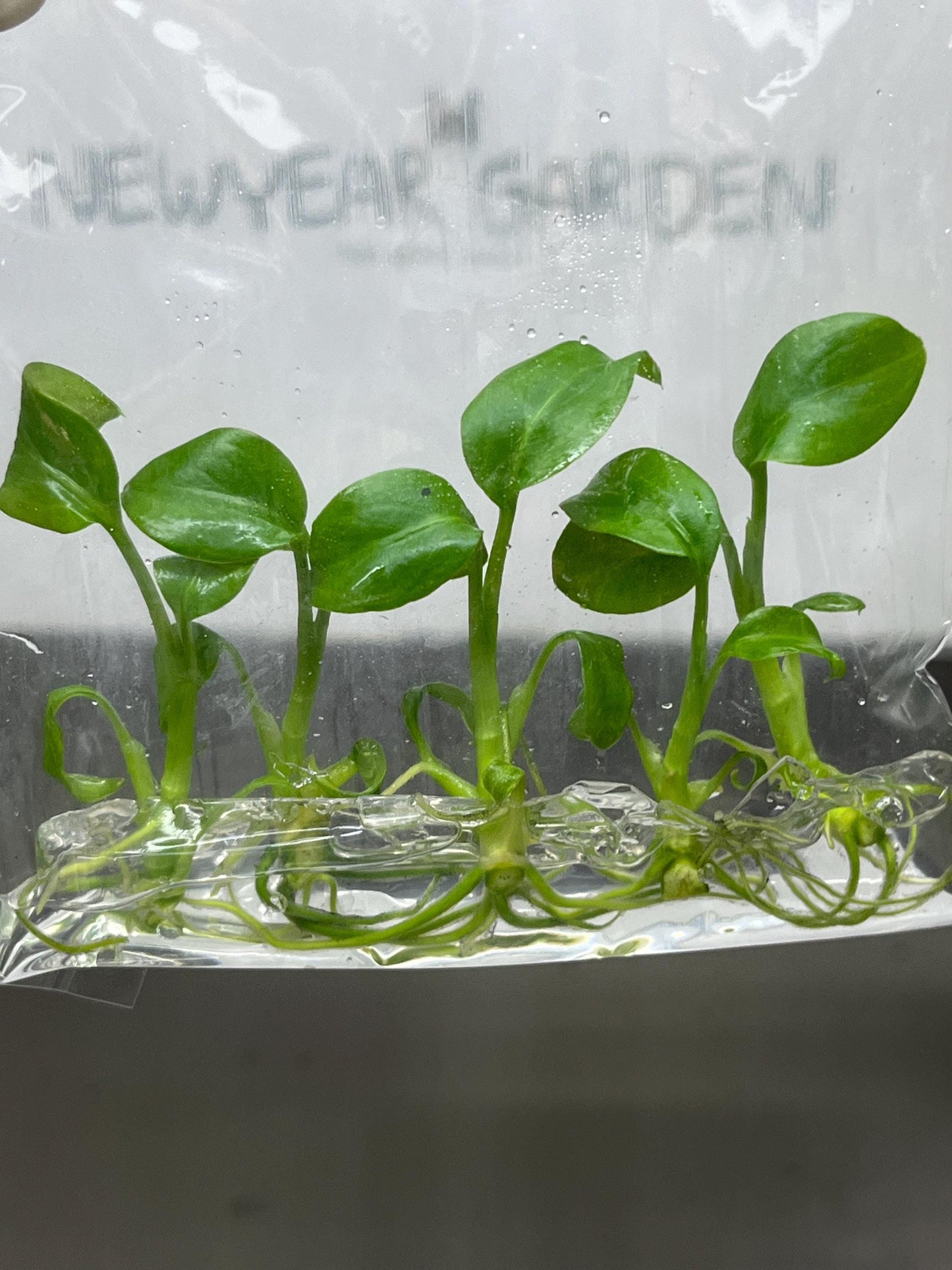 Dieffenbachia Green Magic Tissue Culture (5 items/bag)