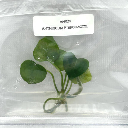 Anthurium Pterodactyl (1 item/bag) Tissue Culture