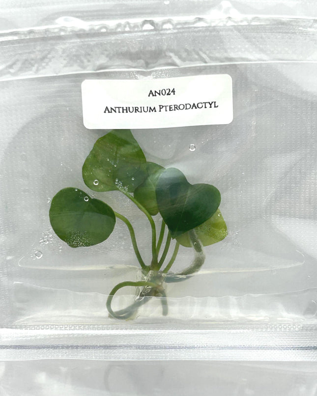 Anthurium Pterodactyl (1 item/bag) Tissue Culture