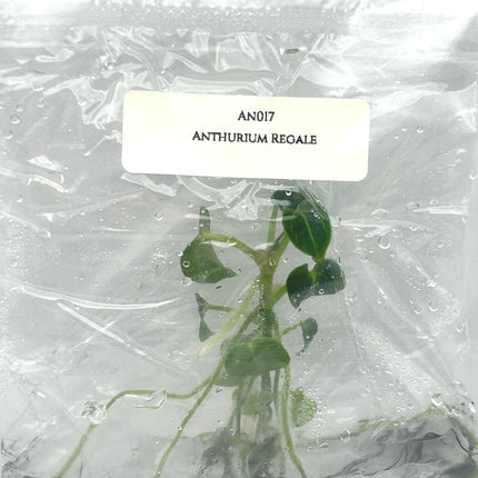 Anthurium Regale Tissue Culture (1 item/bag)