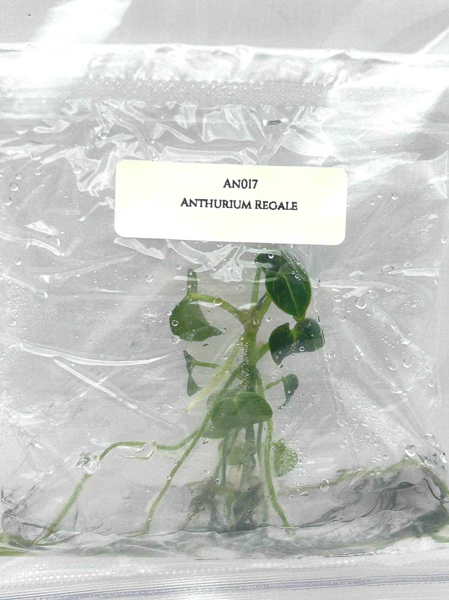 Anthurium Regale Tissue Culture (1 item/bag)