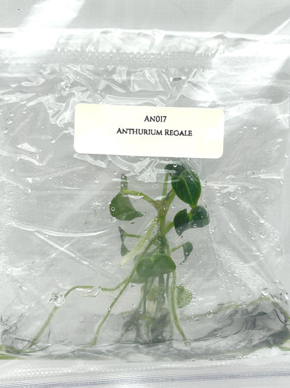 Anthurium Regale Tissue Culture (1 item/bag)