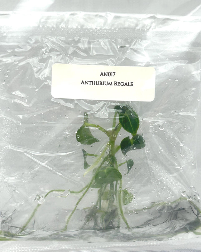 Anthurium Regale Tissue Culture (1 item/bag)
