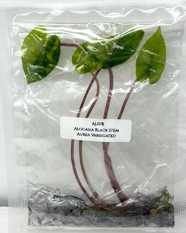 Alocasia Black Stem Aurea Variegated Tissue Culture (1 item/bag)