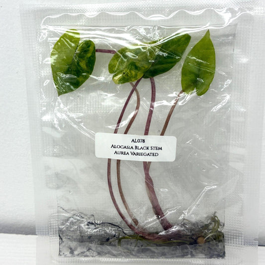 Alocasia Black Stem Aurea Variegated Tissue Culture (1 item/bag)