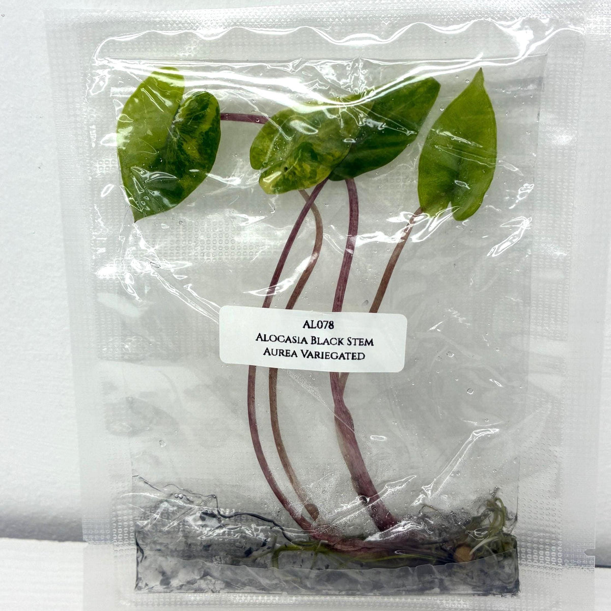 Alocasia Black Stem Aurea Variegated (1 plantlet/bag) Tissue culture