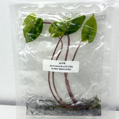 Alocasia Black Stem Aurea Variegated (1 plantlet/bag) Tissue culture