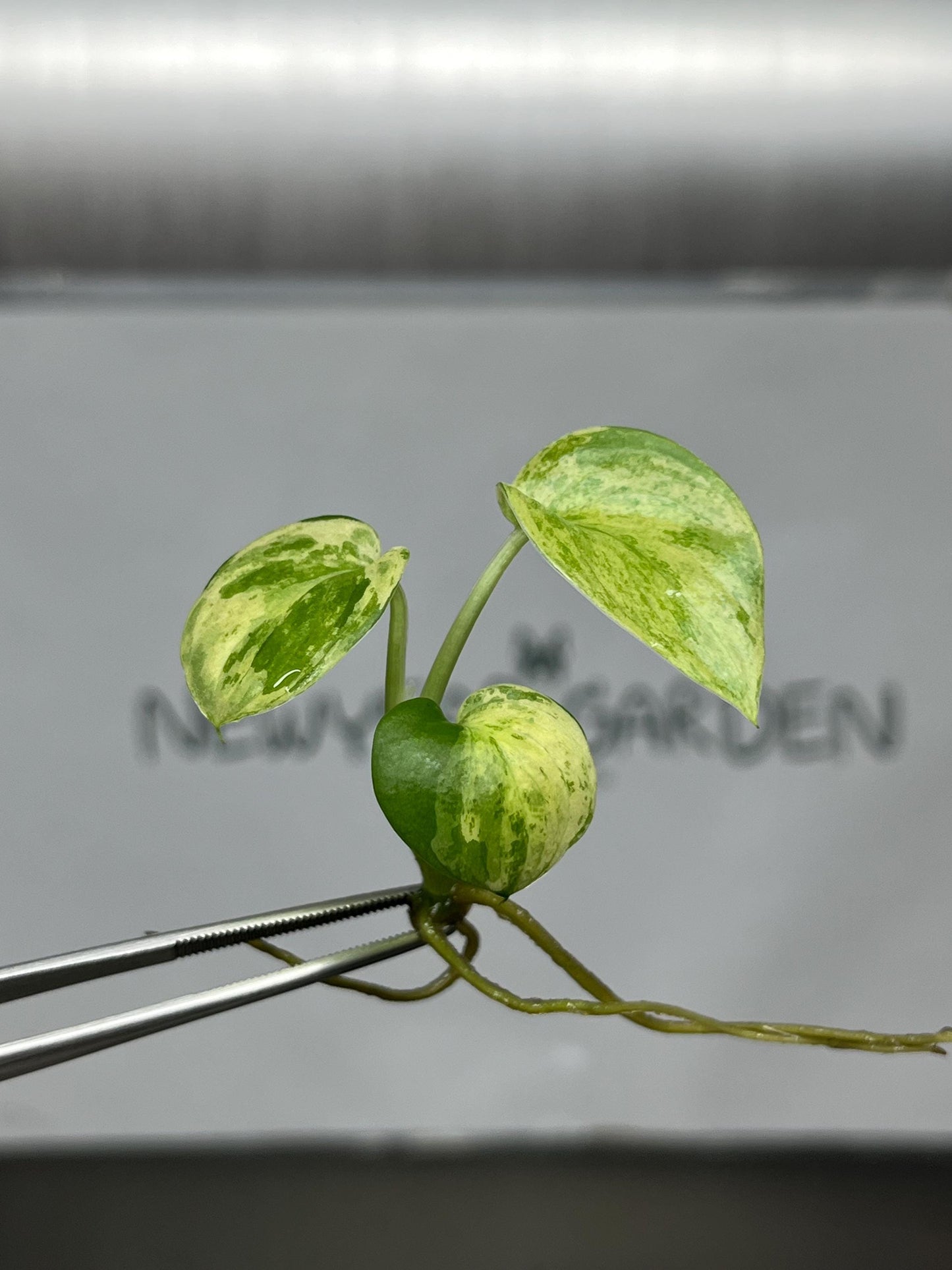 Scindapsus Pictus Variegated Tissue Culture (1 item/bag)