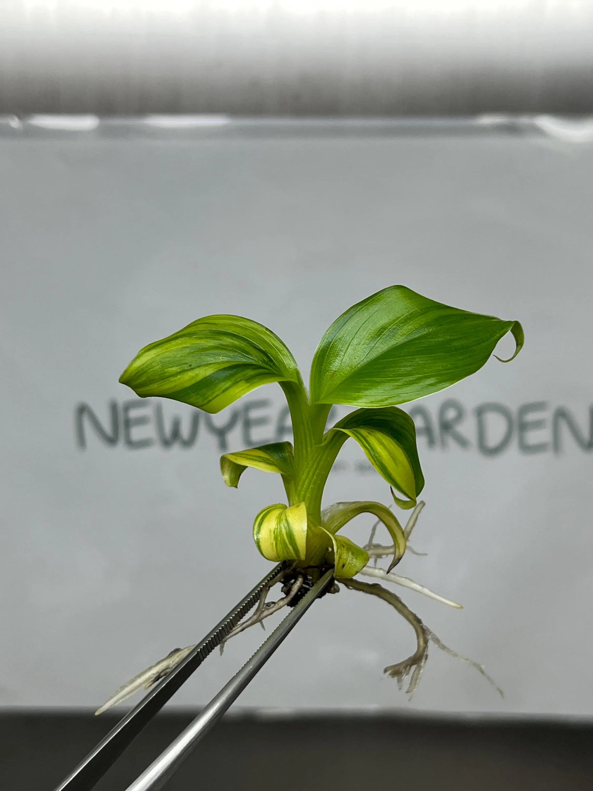 Dwarf Monkey Varigated (Japannese Banana) (1 plantlet/bag) Tissue culture