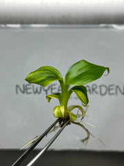 Dwarf Monkey Varigated (Japannese Banana) (1 plantlet/bag) Tissue culture