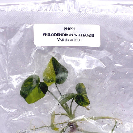Philodendron Williamsii Variegated Tissue Culture (1 item/bag)