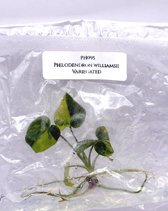 Philodendron Williamsii Variegated Tissue Culture (1 item/bag)