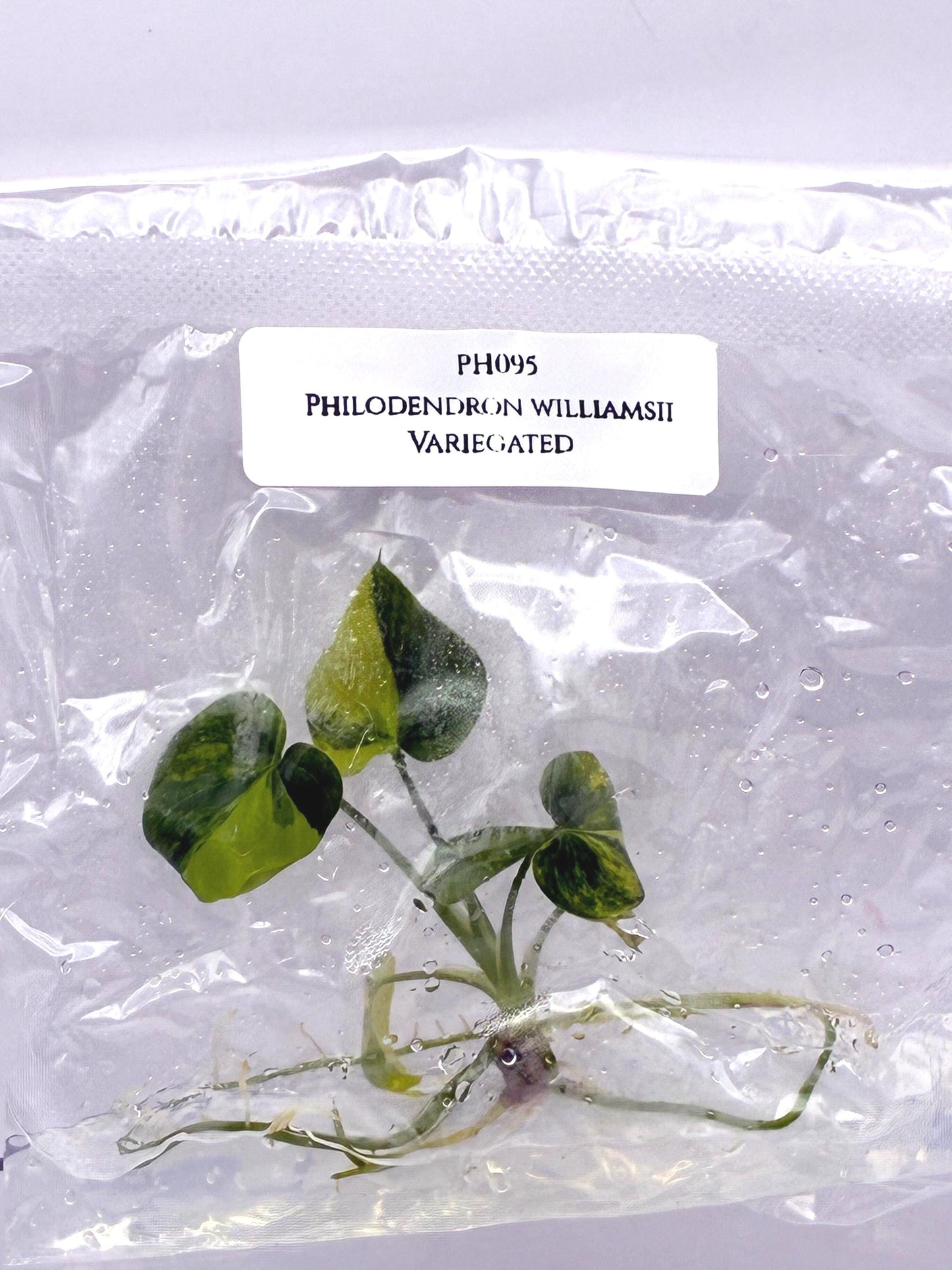 Philodendron Williamsii Variegated Tissue Culture (1 item/bag)