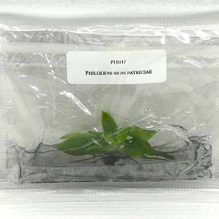 Philodendron Patriciae Tissue Culture (1 item/bag)