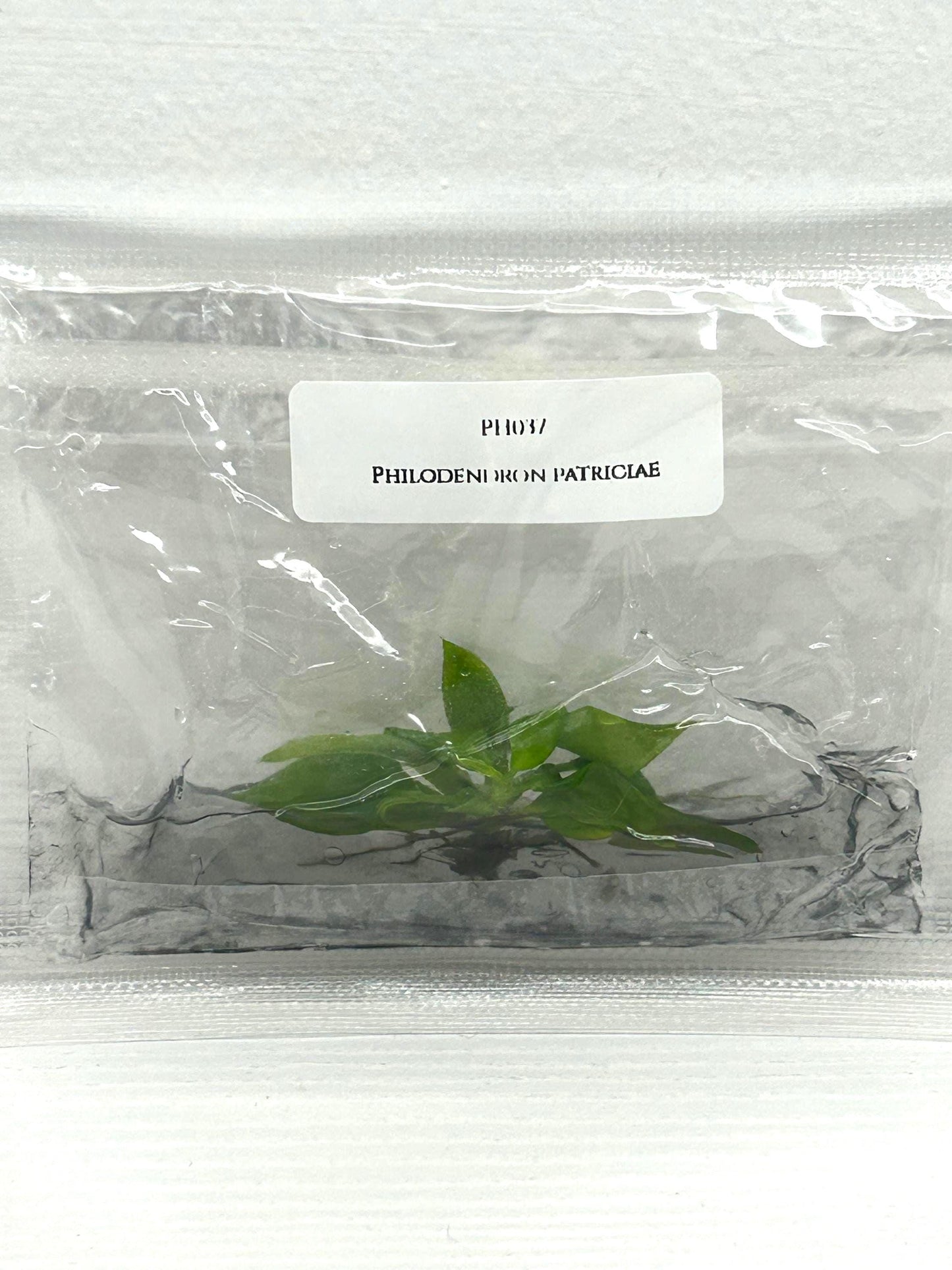 Philodendron Patriciae Tissue Culture (1 item/bag)