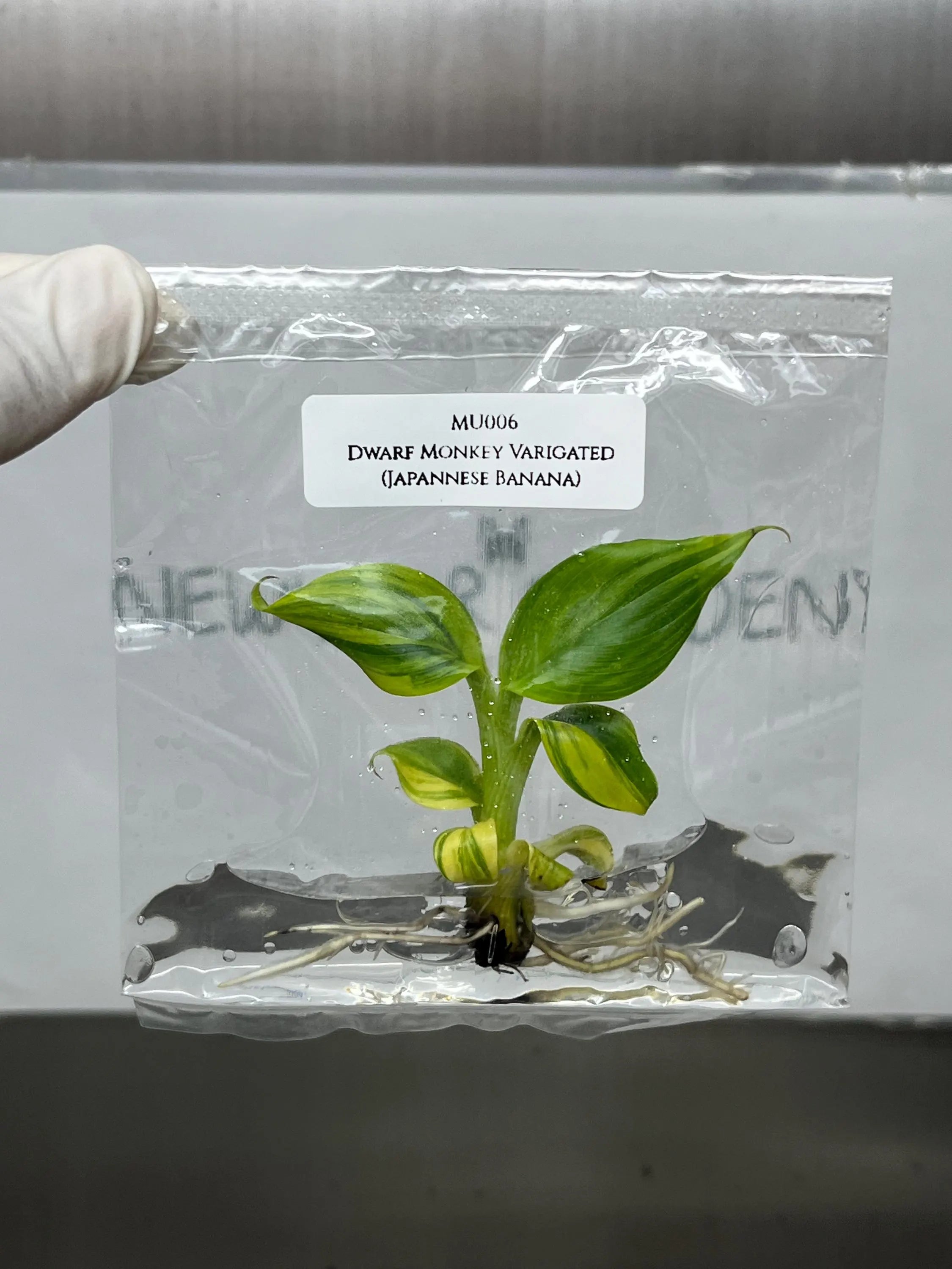 Dwarf Monkey Varigated (Japannese Banana) (1 plantlet/bag) Tissue culture