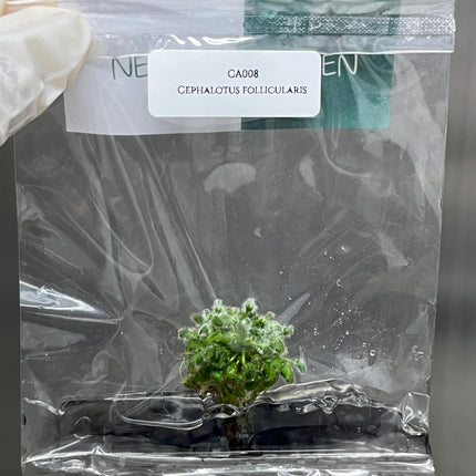 Cephalotus Follicularis Tissue Culture (1 item/bag)