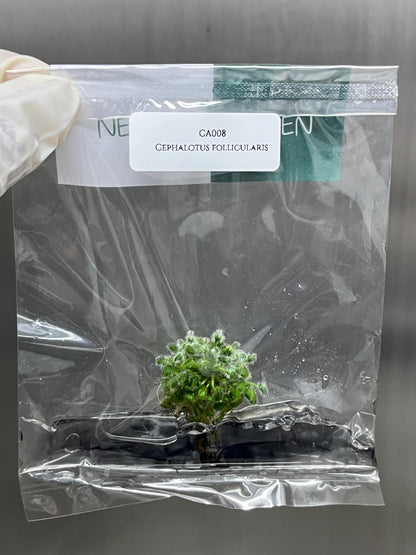 Cephalotus Follicularis Tissue Culture (1 item/bag)