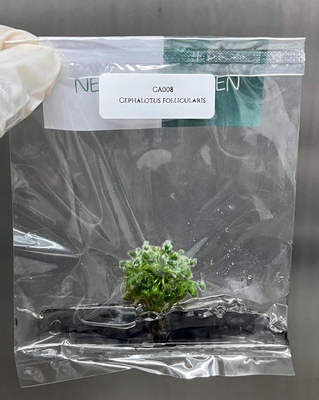 Cephalotus Follicularis Tissue Culture (1 item/bag)