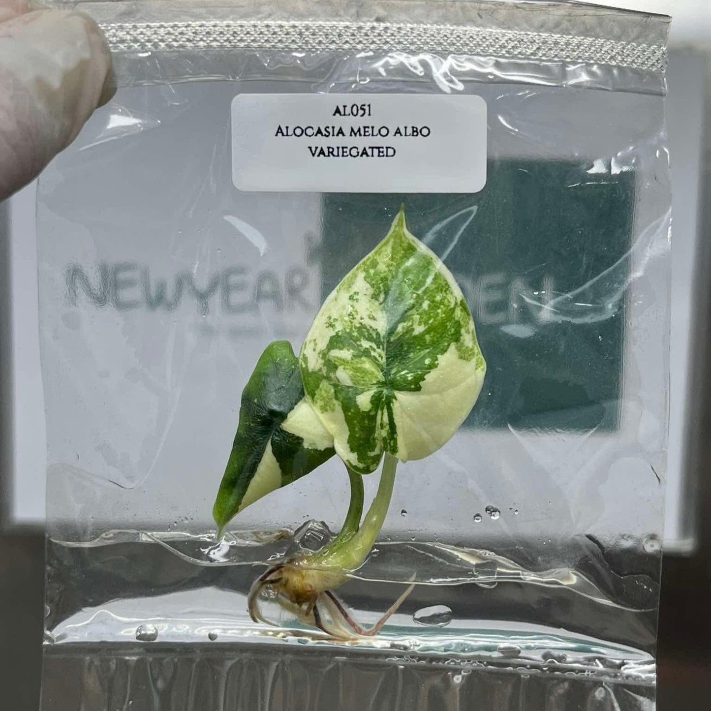 Alocasia Melo Albo Variegated Tissue Culture (1 item/bag)