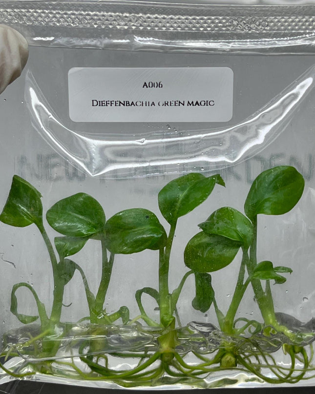 Dieffenbachia Green Magic Tissue Culture (5 items/bag)