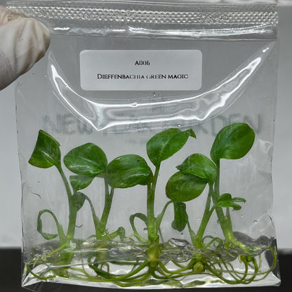 Dieffenbachia Green Magic Tissue Culture (5 items/bag)