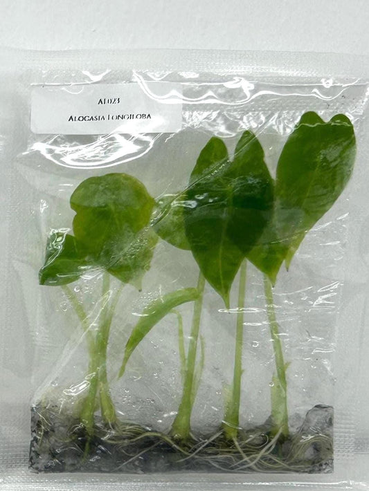 Alocasia Longiloba Tissue Culture (5 items/bag)
