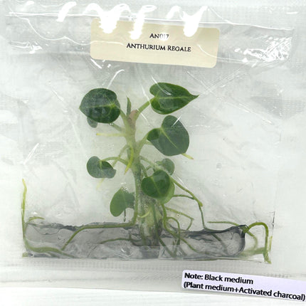 Anthurium Regale Tissue Culture (1 item/bag)