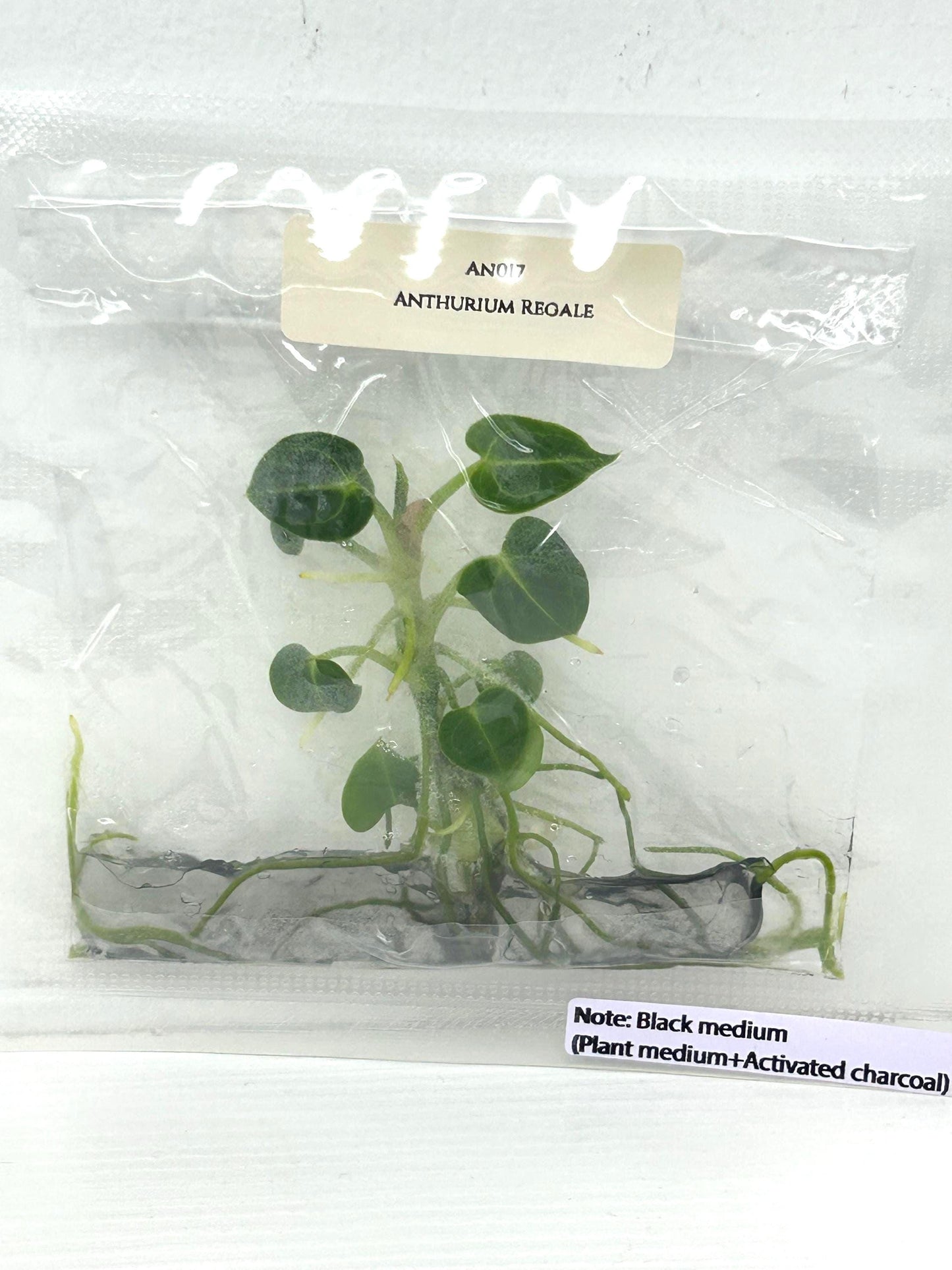 Anthurium Regale Tissue Culture (1 item/bag)