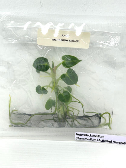 Anthurium Regale Tissue Culture (1 item/bag)