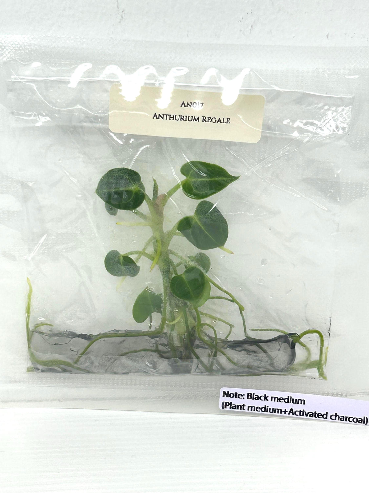 Anthurium Regale (1 plantlet/bag) Tissue culture
