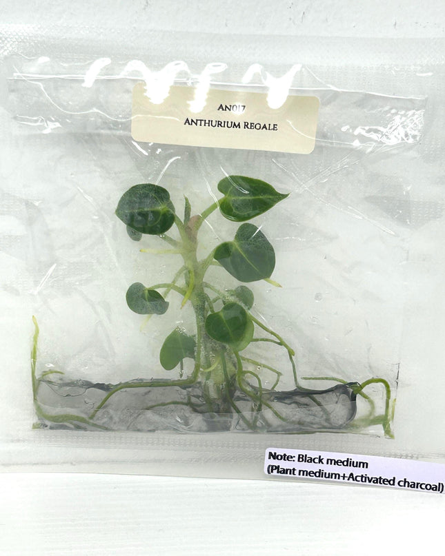 Anthurium Regale Tissue Culture (1 item/bag)