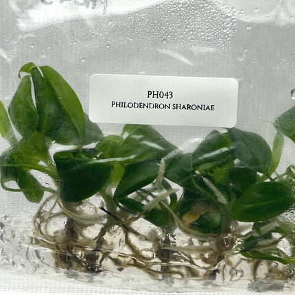 Philodendron Sharoniae Tissue Culture (5 items/bag)