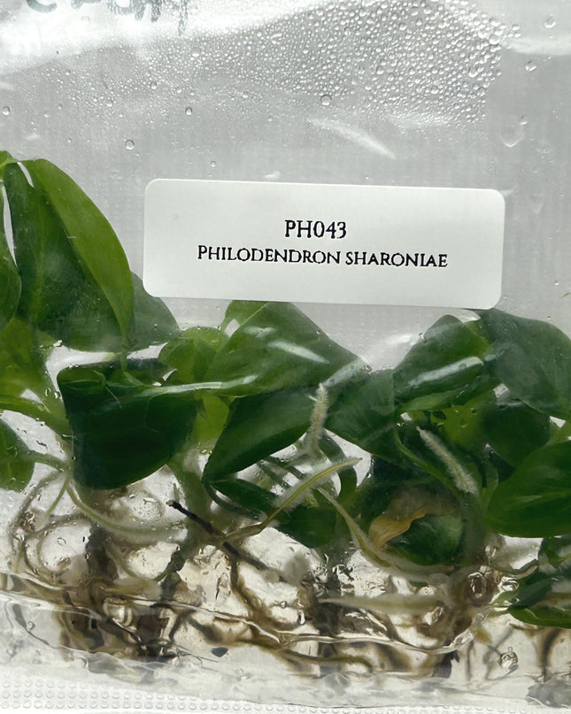Philodendron Sharoniae Tissue Culture (5 items/bag)