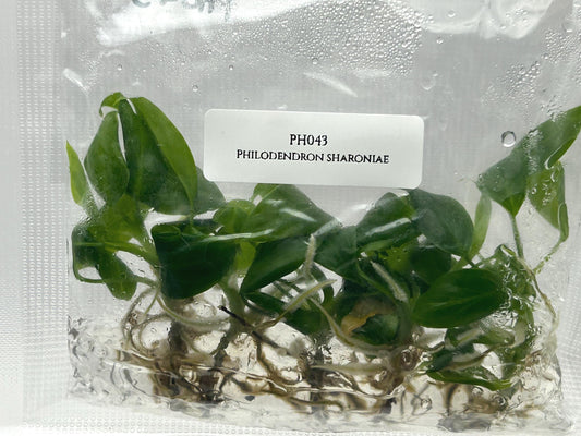 Philodendron Sharoniae Tissue Culture (5 items/bag)