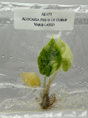 Alocasia Pride of curup Variegated (1 plant/bag) Tissue culture