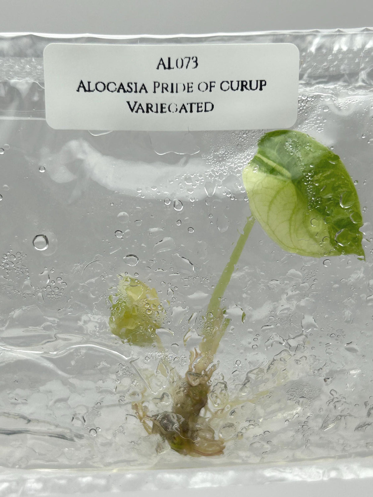 Alocasia Pride of curup Variegated (1 plant/bag) Tissue culture