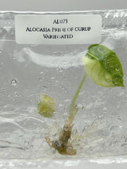 Alocasia Pride of curup Variegated (1 plant/bag) Tissue culture