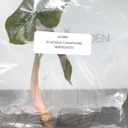 Alocasia Chantrieri Pink Variegated Tissue Culture (1 item/bag)